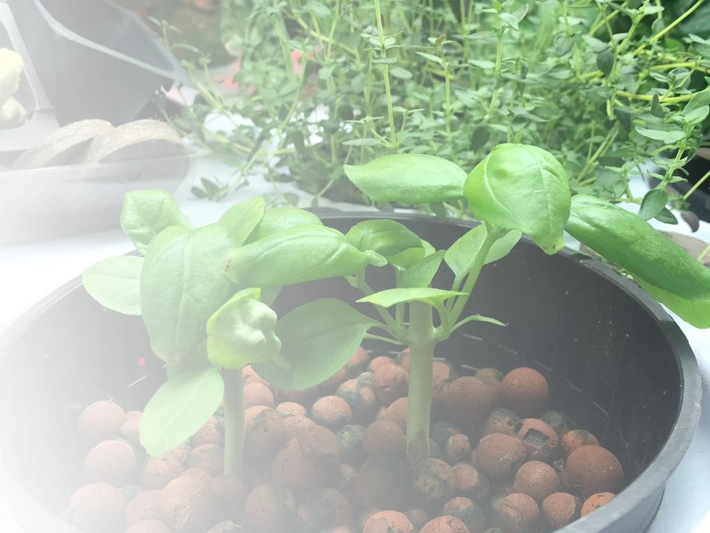 Holdridge Home & Garden