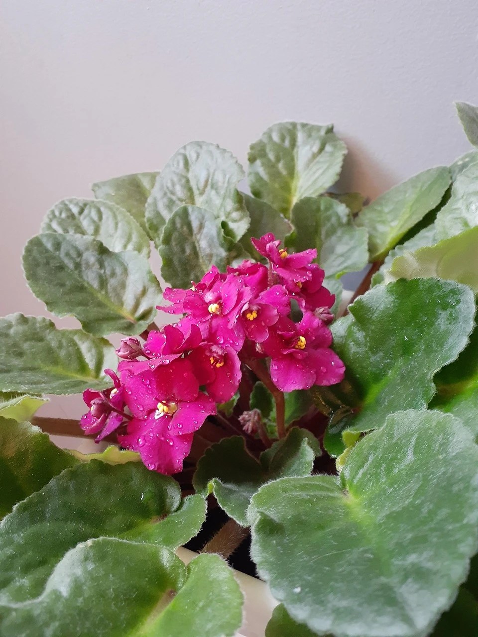 Holdridge Home & Garden