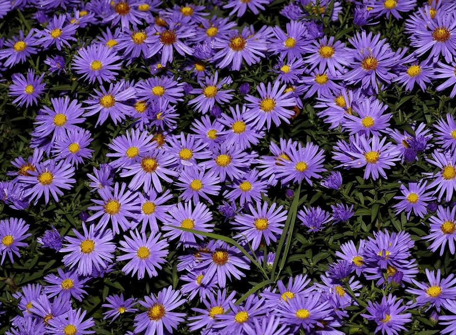 Holdridge Home & Garden
