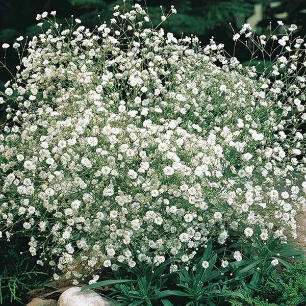 Baby’s Breath with airy clouds of tiny white or pink flowers on slender stems, a delicate flowering perennial available at Holdridge Gardens.