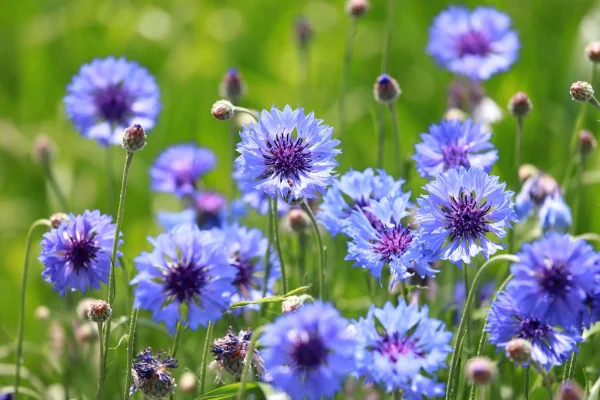 Holdridge Home & Garden