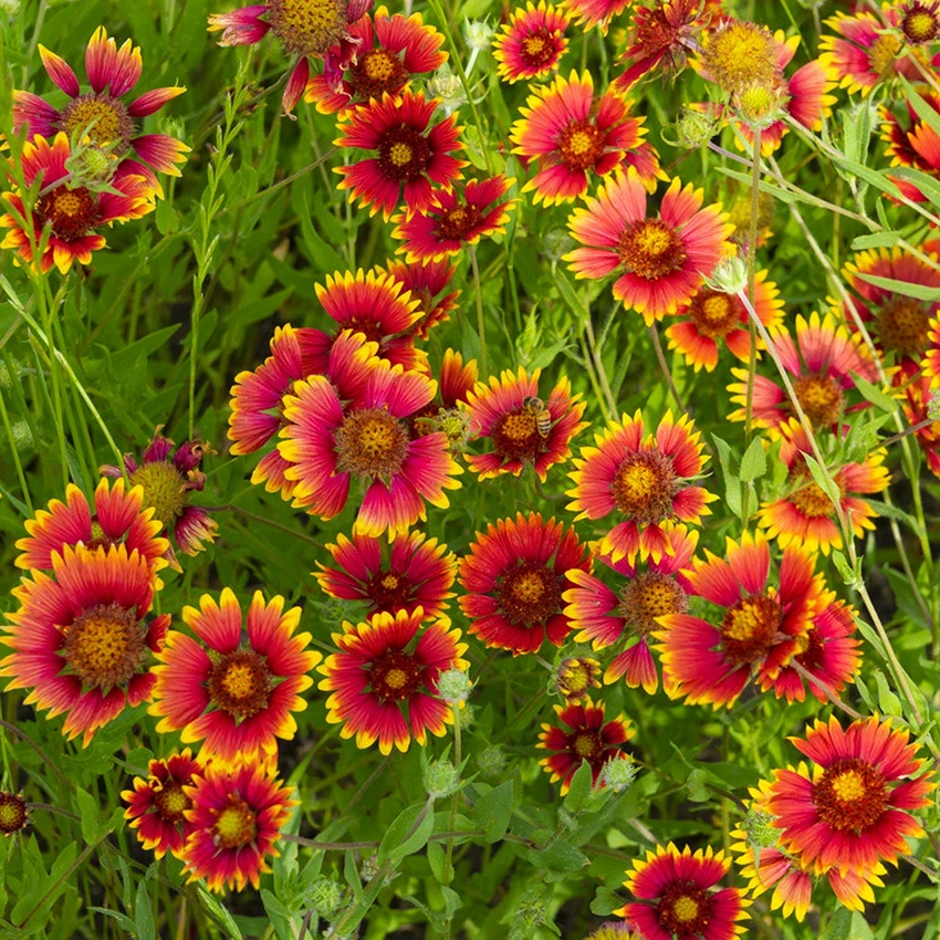 Holdridge Home & Garden