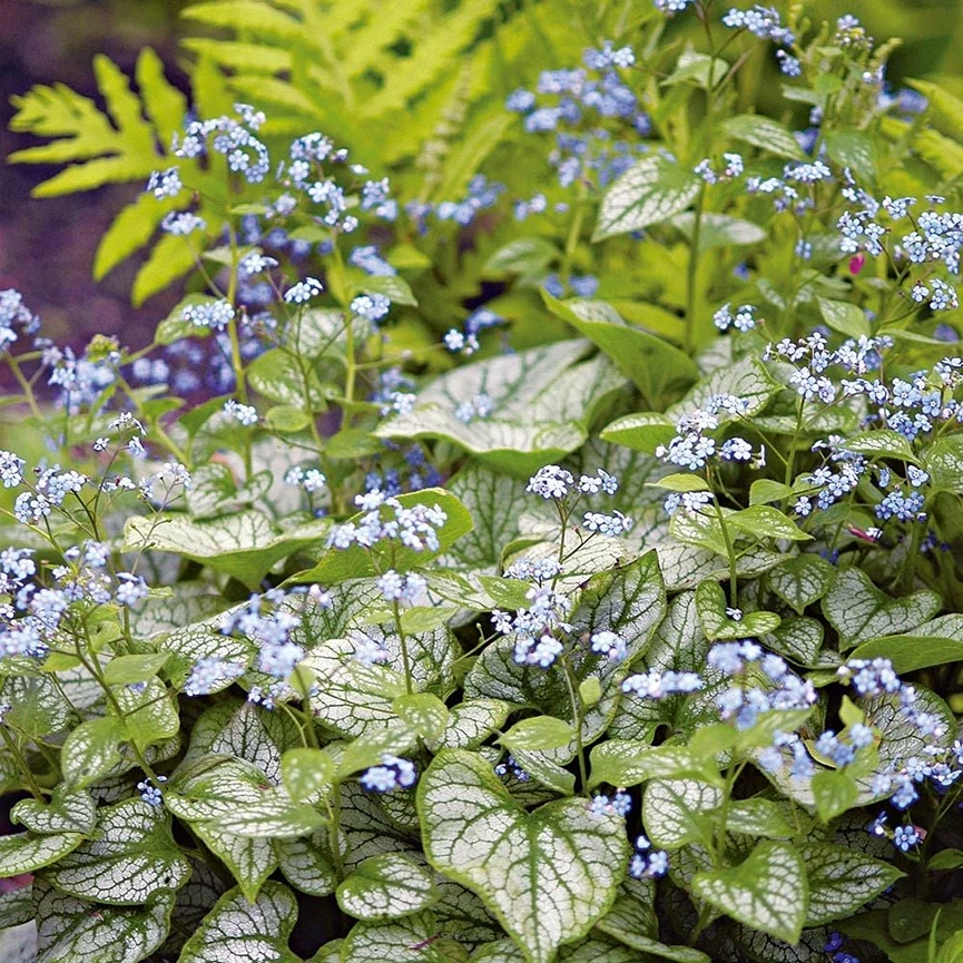 Holdridge Home & Garden