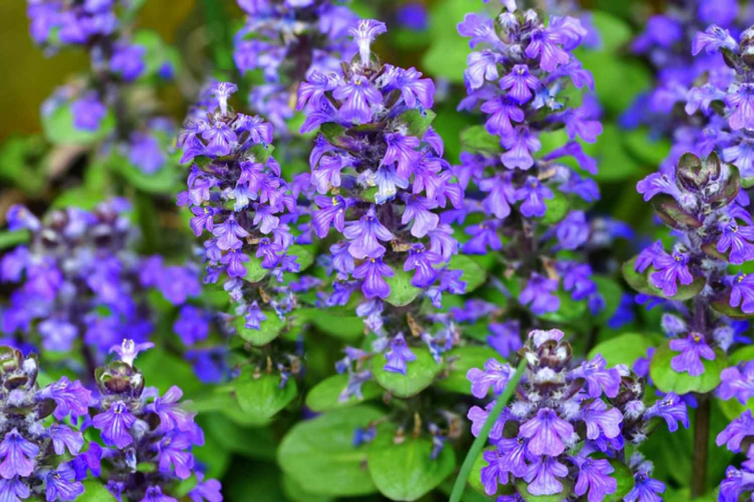 Holdridge Home & Garden
