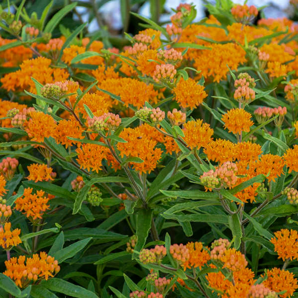 Holdridge Home & Garden