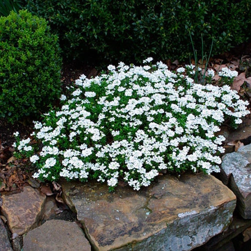 Holdridge Home & Garden