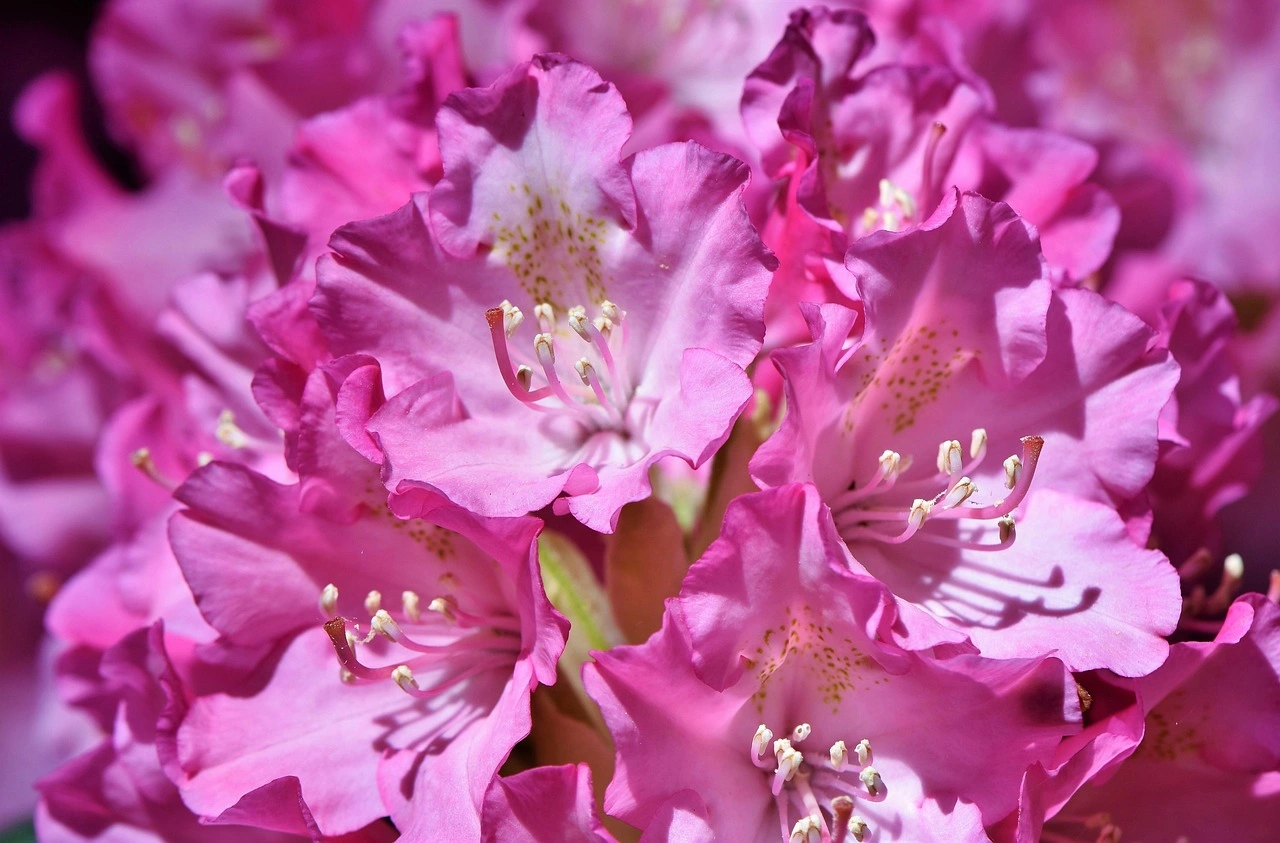Holdridge Home & Garden