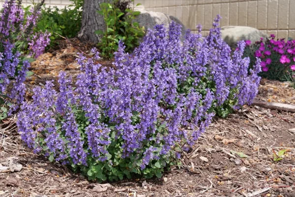 Holdridge Home & Garden