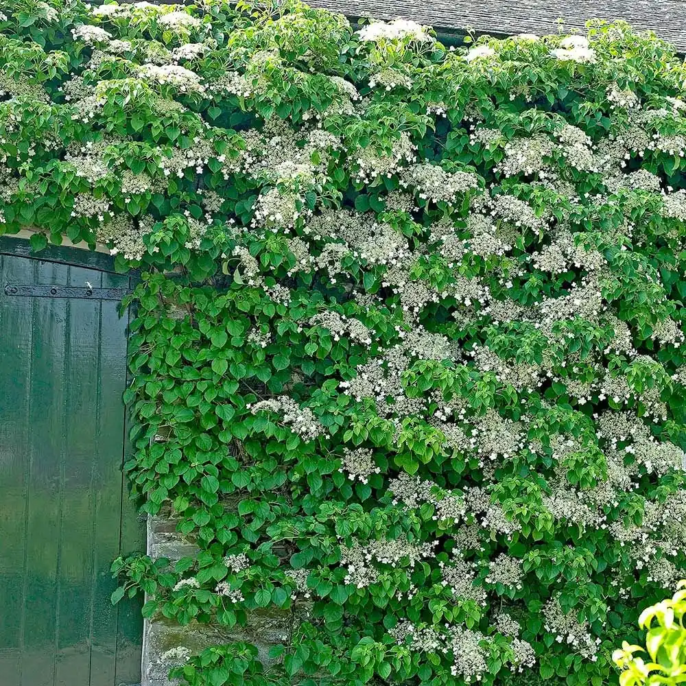 Holdridge Home & Garden