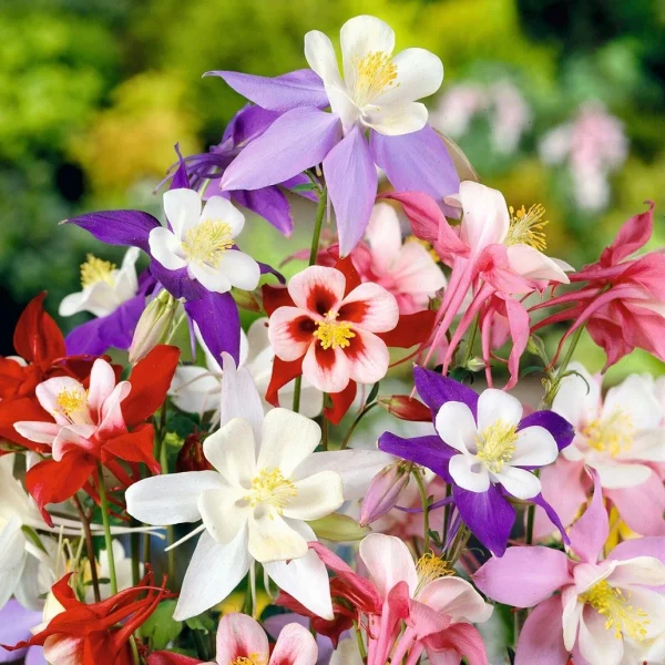 Holdridge Home & Garden