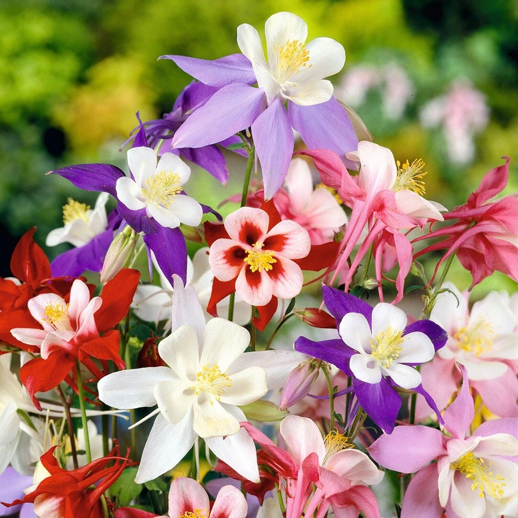 Holdridge Home & Garden