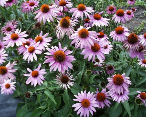 Holdridge Home & Garden