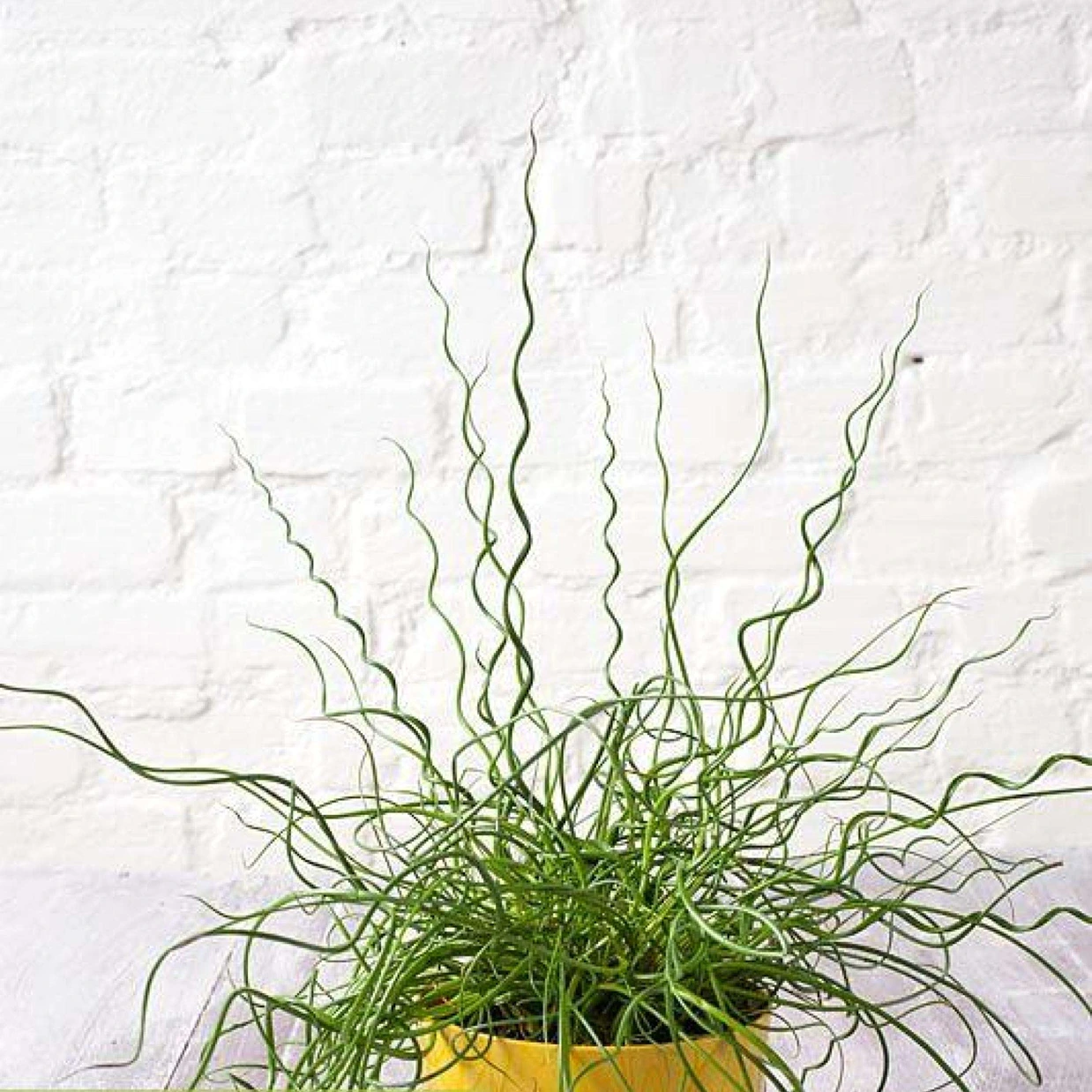 Holdridge Home & Garden