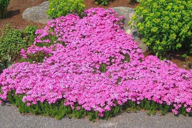 Holdridge Home & Garden