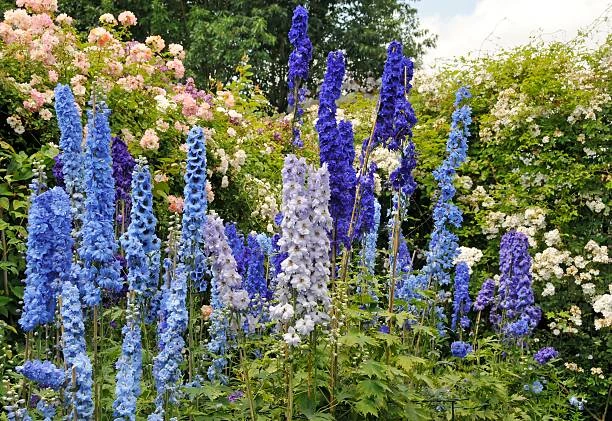 Holdridge Home & Garden