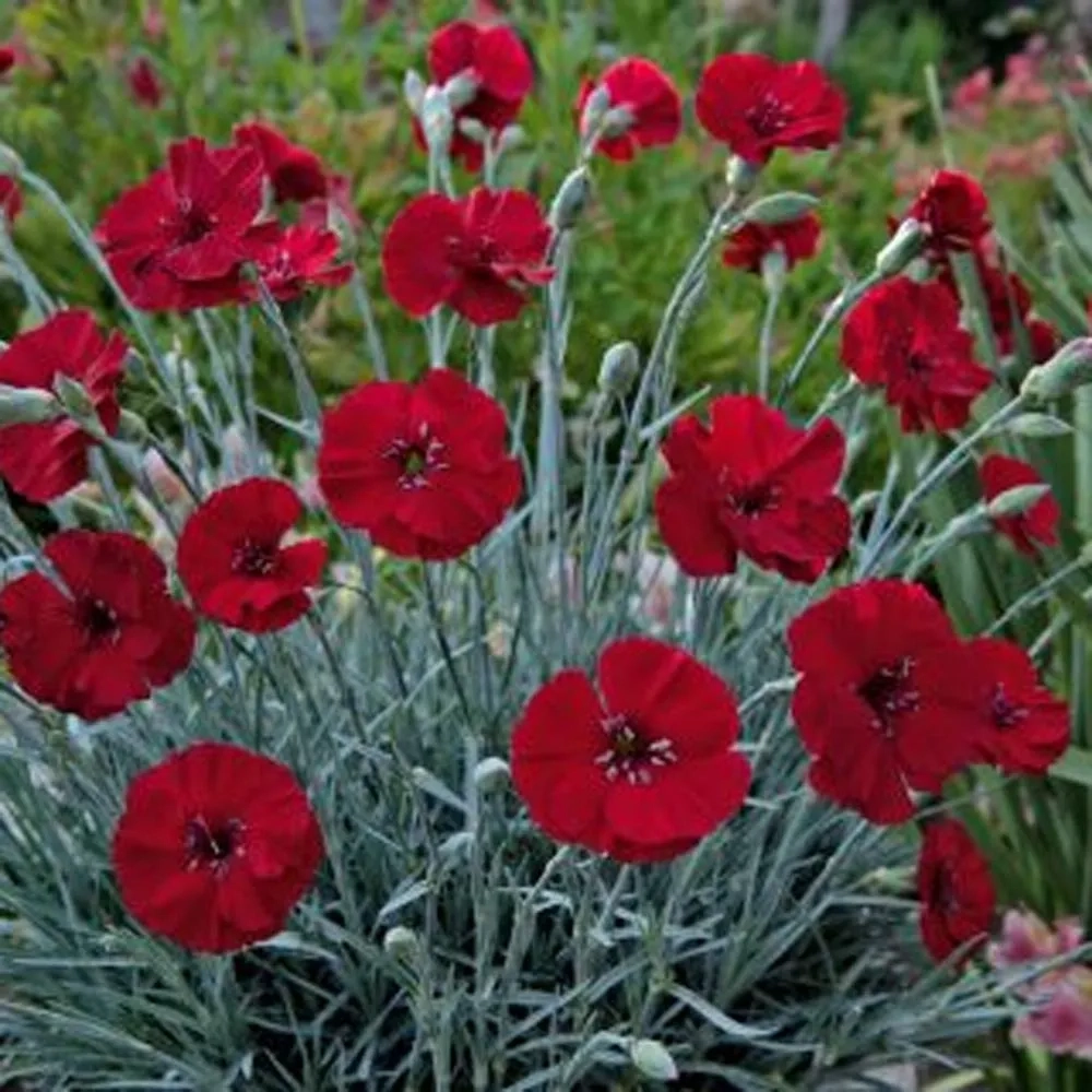 Holdridge Home & Garden