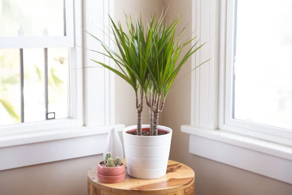 Holdridge Home & Garden