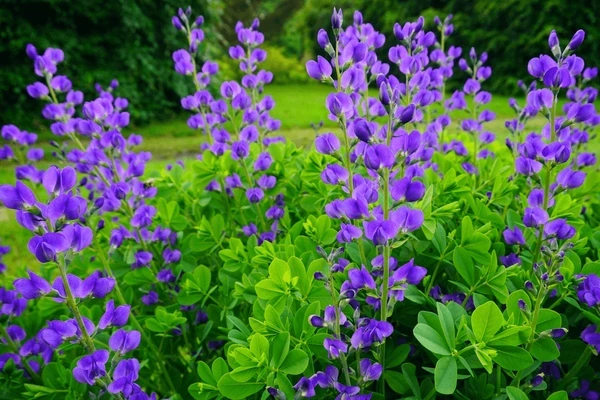 Holdridge Home & Garden