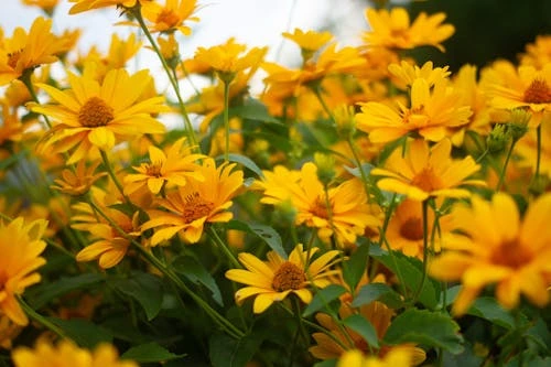 Holdridge Home & Garden