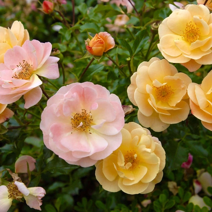 Holdridge Home & Garden