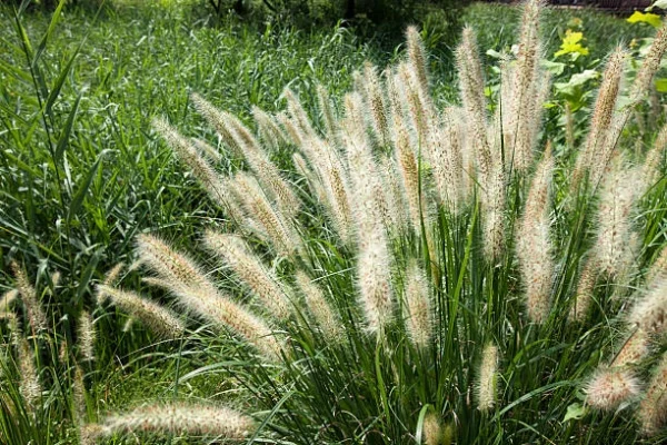 Holdridge Home & Garden