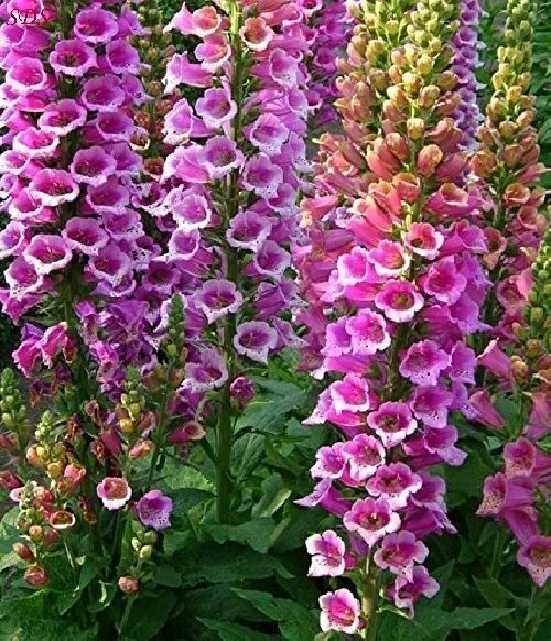 Holdridge Home & Garden