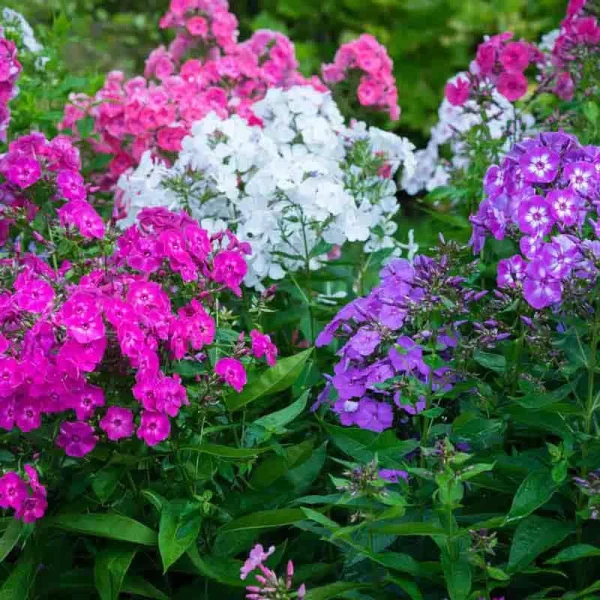 Holdridge Home & Garden