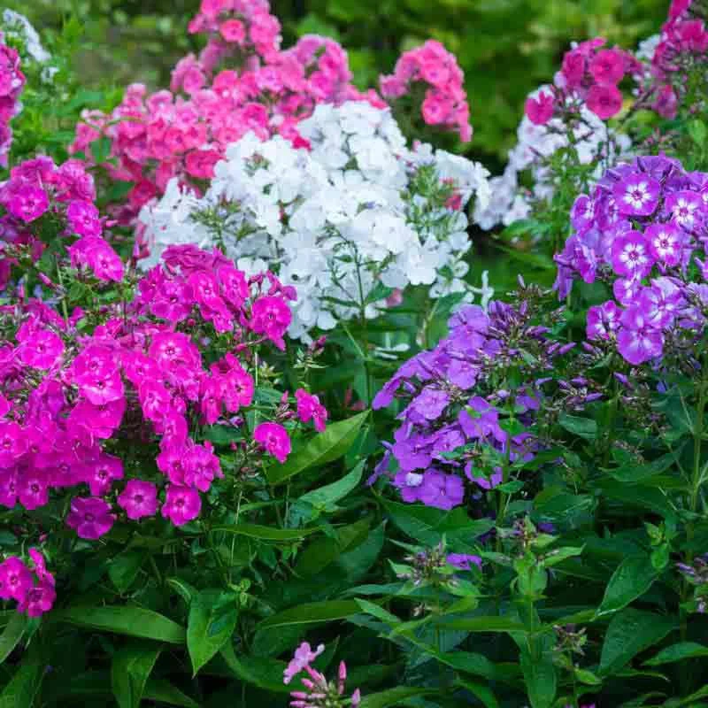 Holdridge Home & Garden