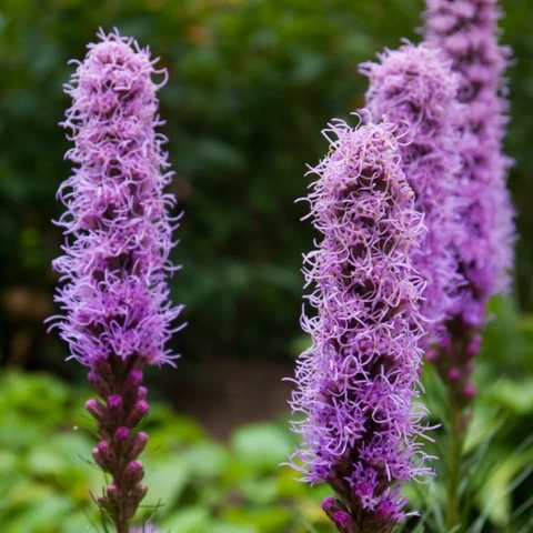 Holdridge Home & Garden