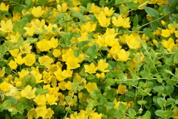 Holdridge Home & Garden