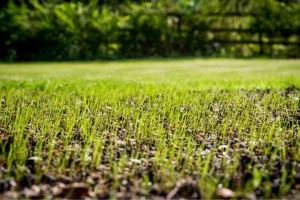 Holdridge Home & Garden