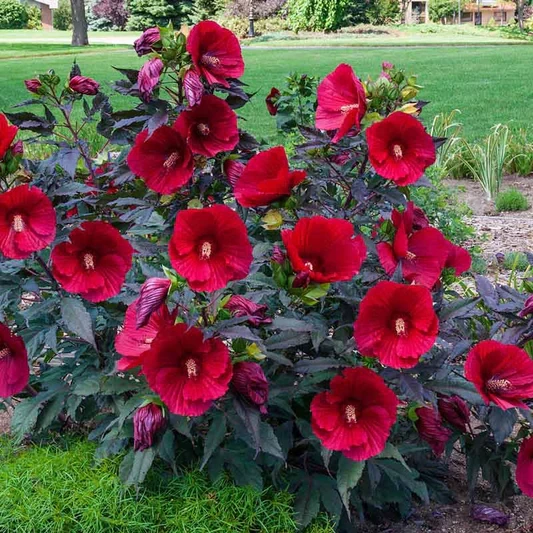 Holdridge Home & Garden