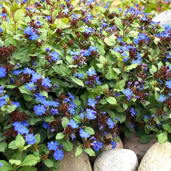 Holdridge Home & Garden