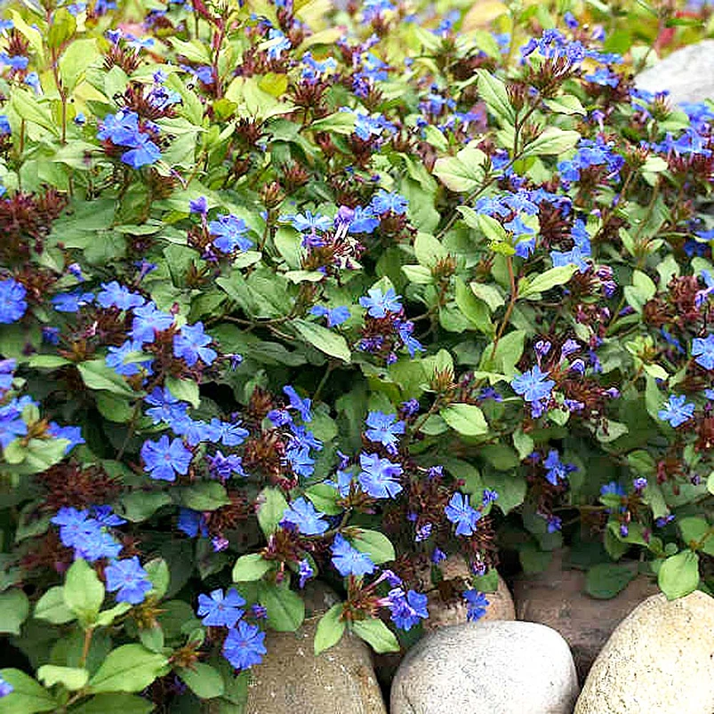 Holdridge Home & Garden