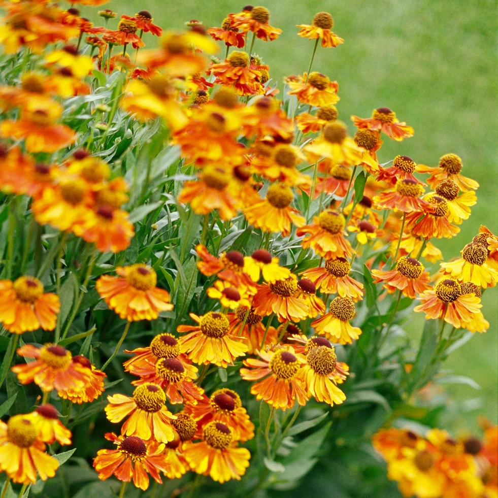 Holdridge Home & Garden