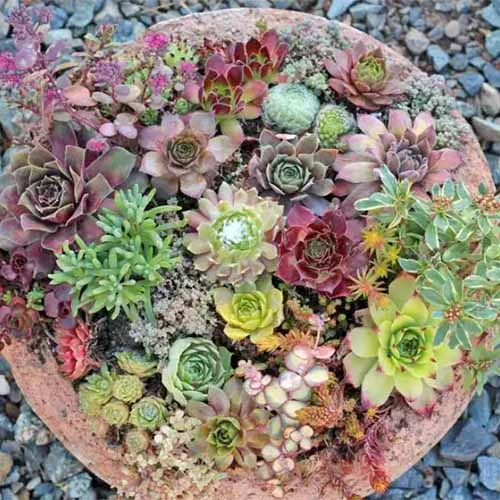 Holdridge Home & Garden