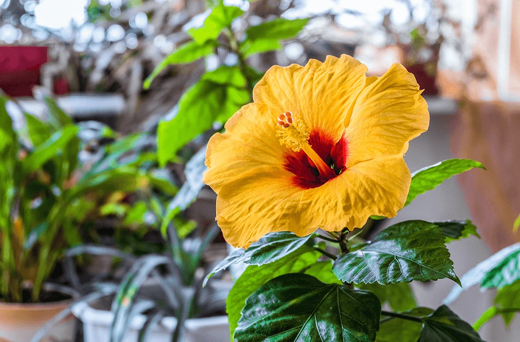 Holdridge Home & Garden