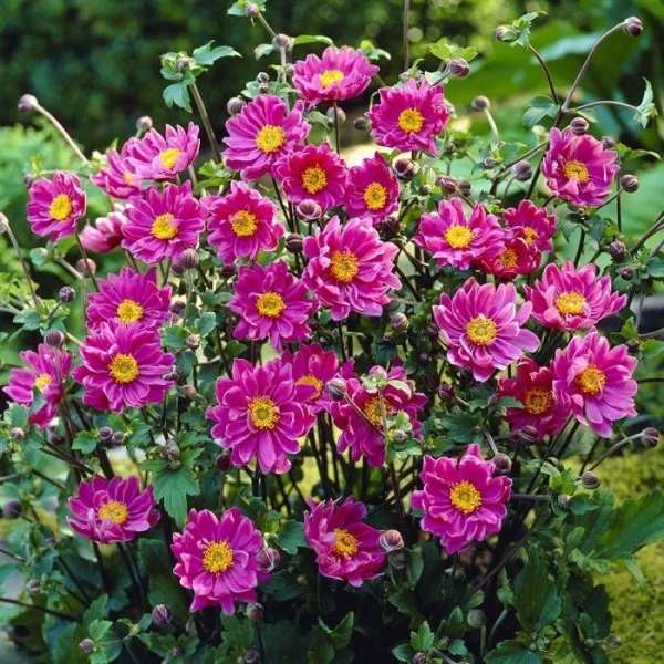 Holdridge Home & Garden