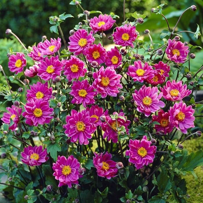 Holdridge Home & Garden
