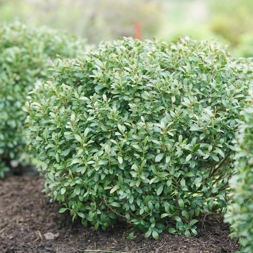 Holdridge Home & Garden