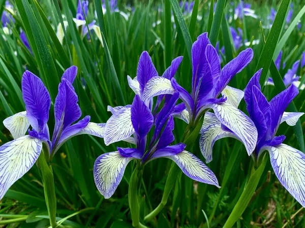Holdridge Home & Garden