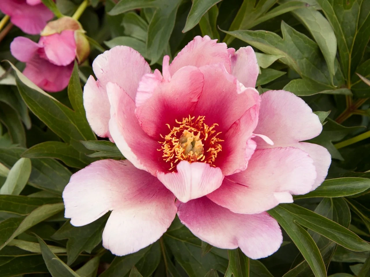 Holdridge Home & Garden