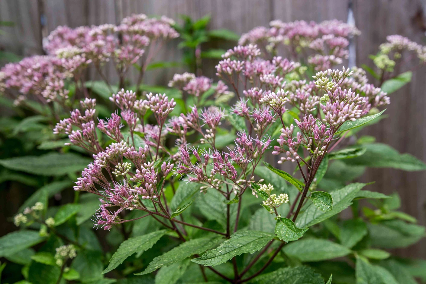 Holdridge Home & Garden