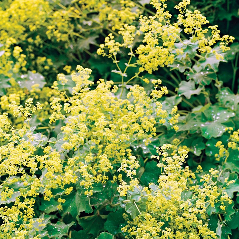 Holdridge Home & Garden