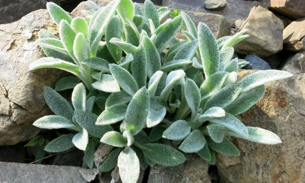 Holdridge Home & Garden