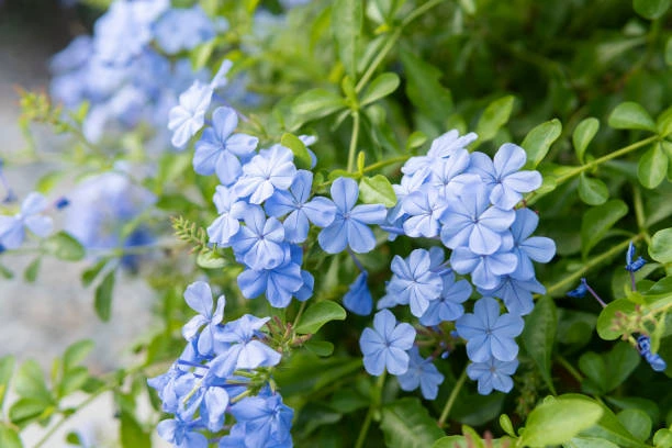 Holdridge Home & Garden