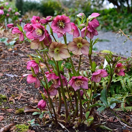 Holdridge Home & Garden