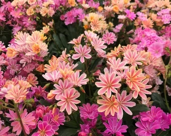 Holdridge Home & Garden