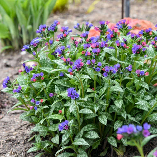 Holdridge Home & Garden