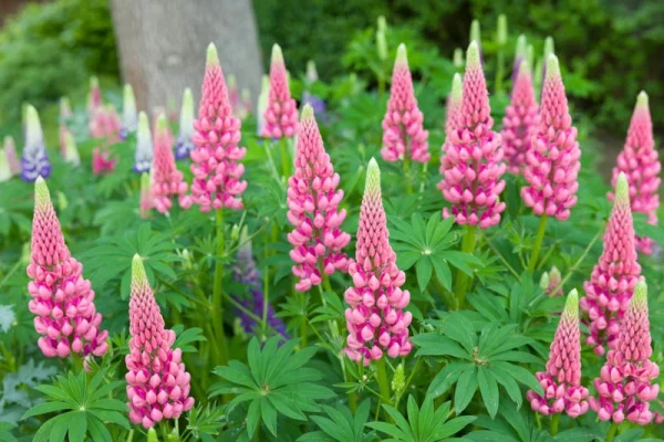 Holdridge Home & Garden